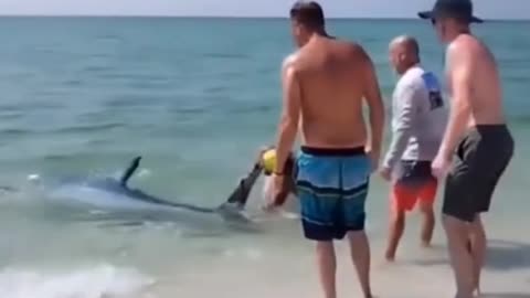 Big shark Attack Human