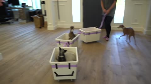 How I Built A Train For My Dogs