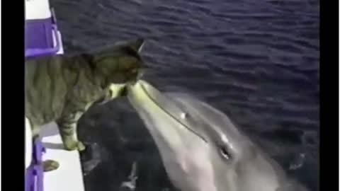 A cat and a dolphin become best new buddies