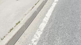 Guy Stops to Save Ducklings From Tall Curb