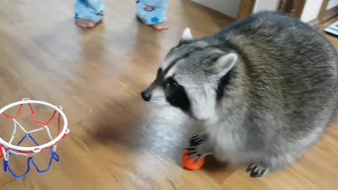 Pet raccoon slam dunks basketball