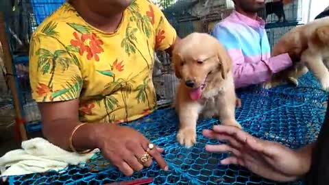 Puppy market in india