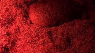 Mama Pig Giving Birth