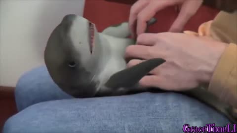 Cute Baby shark tickle