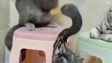 The Funny Duck and Cat