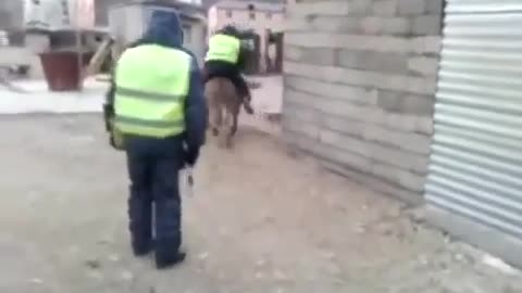 Meanwhile in Russia how to ride a donkey