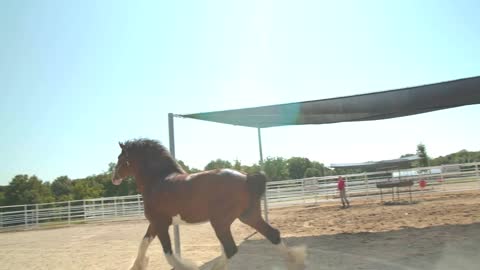 Clydesdale Horse Running, Galloping Outside, Trainer on Ranch, Slow Motion98
