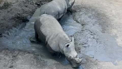 The rhinos are doing some important cuddle puddle maintenance 🦏🦏🦏