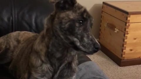 Brown dog on couch tilts head to video dog whining