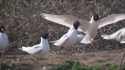 Nice birds beautiful video