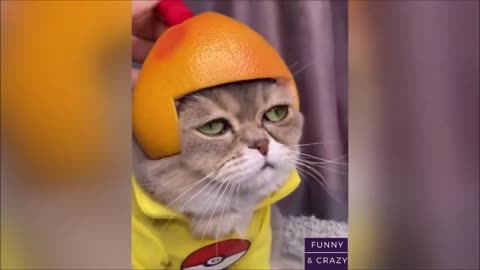 Hilarious Funny Catss and Cute Kittens Playing Video Compilation 2021