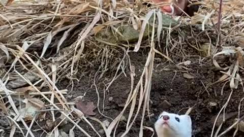 Hiker takes a video selfie with a stoat