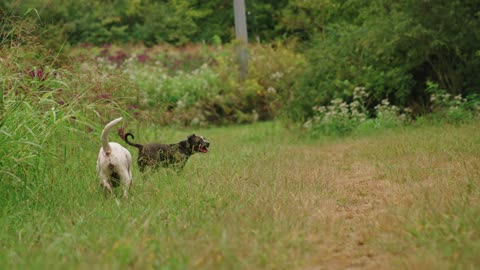 Dogs in the grass.