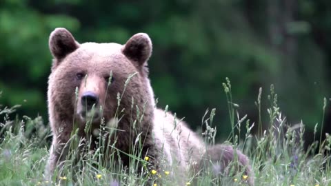 Beautiful bear 🐻 in grass field #nature #natural