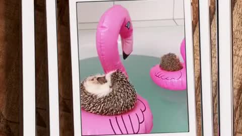 Are you ready for summer 🦔💗☀️