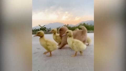 A Cute Puppy Became The Boss Of Five Ducklings😍