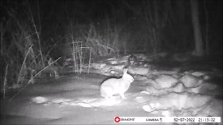 Backyard Trail Cam - 2 Rabbits