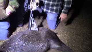 Controlling the Hog Population