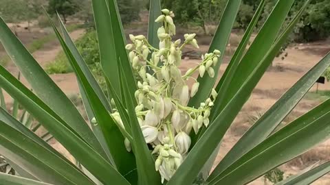Yucca in bloom !
