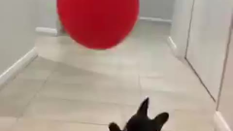 Adorable puppy trying to catch the baloon