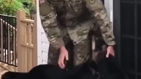 military soldier meets his dogs (exciting)