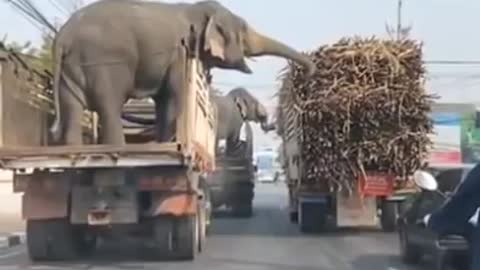 Elephant smartes theif at road!! Animals! World! Funny!