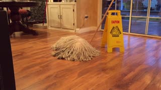 Here Is A Dog That Looks Like A Mop