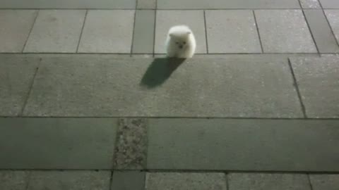 The first stairs of a dog's life