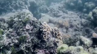 Scientists observe 'mass bleaching' of Kenya's coral reefs