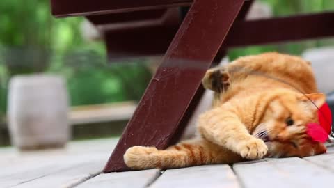 A yellow cat was playing with a cat stick under the chair