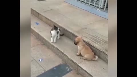 Cat dog fun