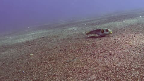 Pufferfish swimming in the sand