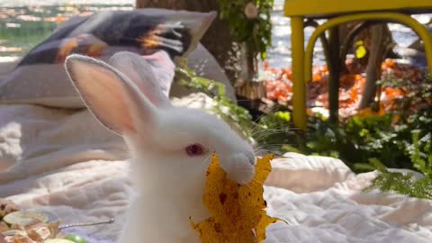 Rabbit🐇palying a leafe☺️