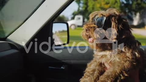 The dog travels with the owner in the car.