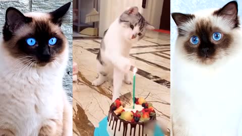 Funny and Cute Cats Compilation Video 2021