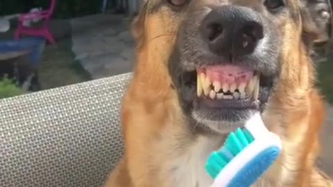 Brushing Dog's Teeth