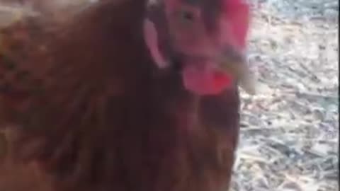 Will the Chicken Eat the Grub? #chicken #chickensound #nature #528hz #animals #backyardhomesteading