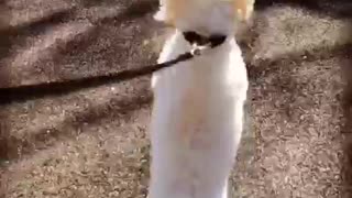 Small white dog hops on hind legs