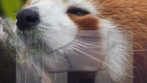 Red Pandas: Nature's Fluffy Delights Unveiled in All Their Cuteness!