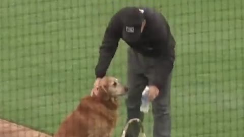 baseball#dog#waterboy