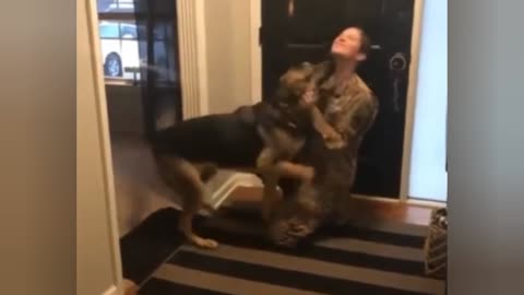 German Shepherd didn't recognize the soldier at first