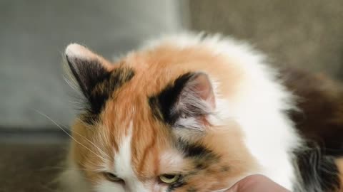 Beautiful cat eating food. #cat