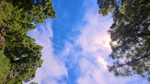 Peaceful Sky And Trees