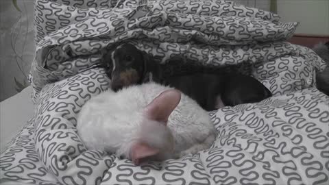 Dachshund puppy wants cat to wake up
