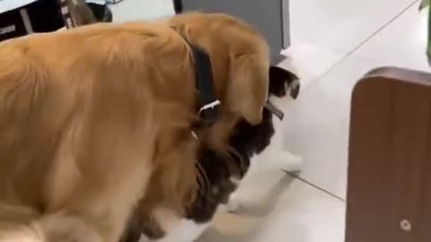 Funny dogs and cats
