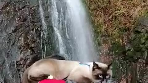 travel cat to the waterfall