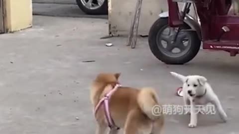 Animals never fail to make us laugh Super funny animal compilation, 🐶Confuse Behavior