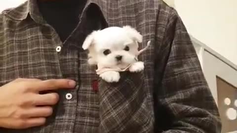 Tiny Maltese