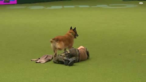 Dog Gives First Aid and Saves Her Trainer 🥰