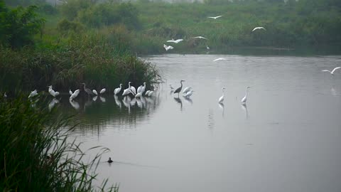 Awesome birds sound